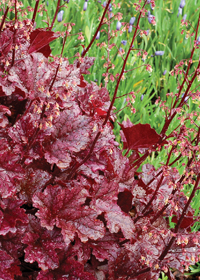 Heuchera 'Berry Marmalade'